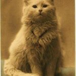 La primera foto de un gato. (1880)