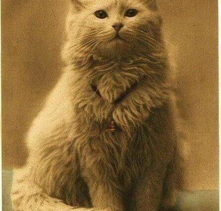 La primera foto de un gato. (1880)