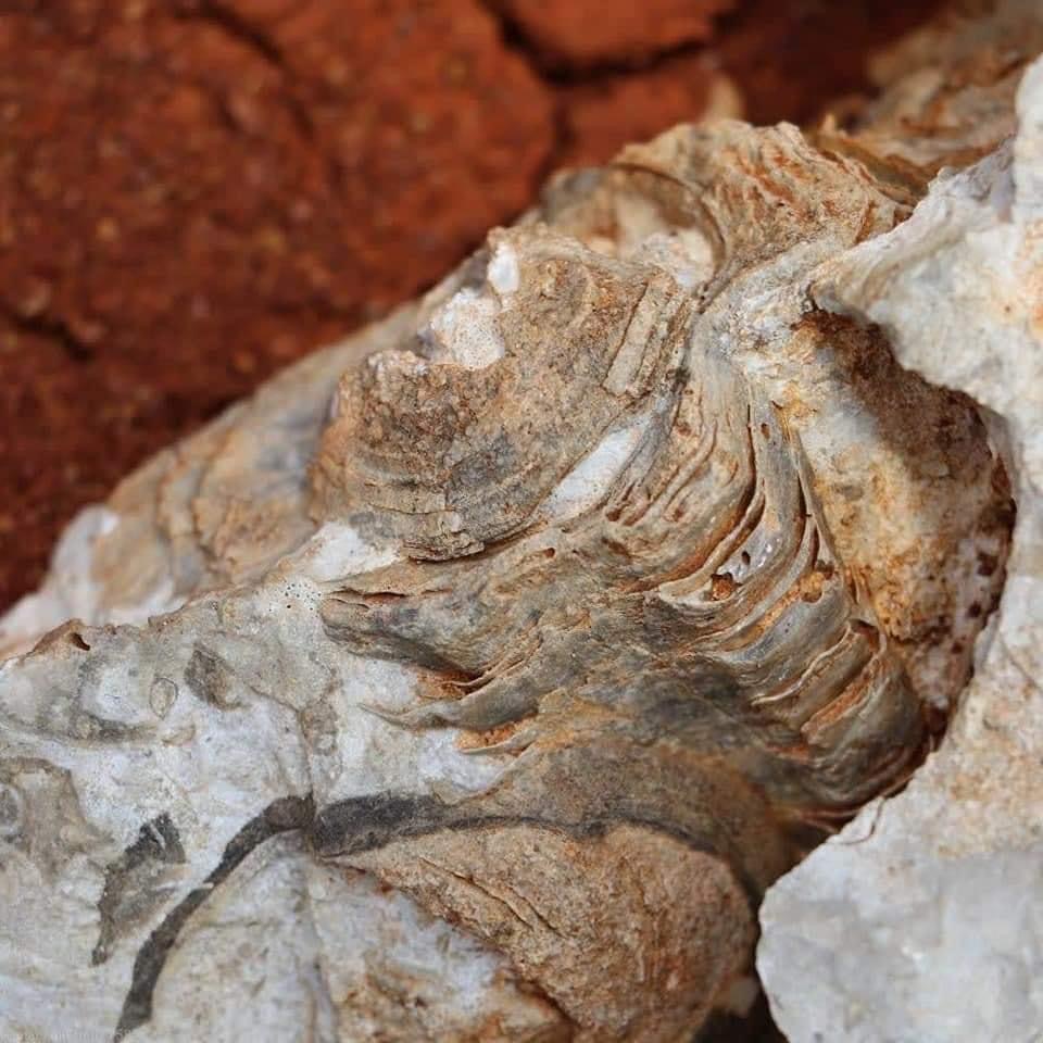 El madroño, Landa de Matamoros. (6/7)