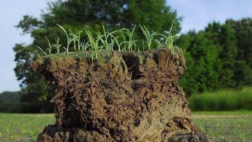 La leyenda de la tortuga