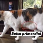 ¿Qué cuelga de la barriguita de mi gato?