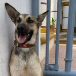 Piden resguardar a los guardianes de Tequisquiapan – El Sol de San Juan del Río Piden resguardar a los guardianes de Tequisquiapan – El Sol de San Juan del Río