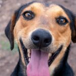 Presentan concurso de disfraces para mascotas en Tequisquiapan Presentan concurso de disfraces para mascotas en Tequisquiapan