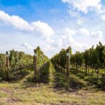 Los 6 pueblos entre viñedos más bonitos de México (perfectos para hacer catas, rutas y más)