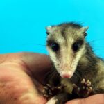 Liberan en El Cimatario a animales rescatados en El Marqués y Tequisquiapan