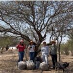 Agrupación combate plaga de los árboles – El Sol de San Juan del Río
