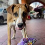 Lomitos mueren por atropellamiento y envenenamiento – El Sol de San Juan del Río