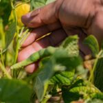 Supera expectativas cosecha de frijol en Tequisquiapan – El Sol de San Juan del Río