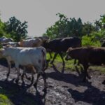 Plantean capacitación a policías de Tequis – El Sol de San Juan del Río