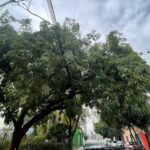 Temen ciudadanos que fuertes vientos derriben árboles; “ayuntamiento de SLP no ha atendido solicitud”, dicen