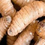 Confirman primer caso humano de miasis por gusano barrenador en México