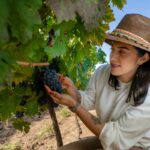Ruta del vino en Querétaro: festivales y experiencias Ruta del vino en Querétaro: festivales y experiencias