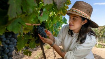 Ruta del vino en Querétaro: festivales y experiencias