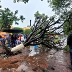 Cayeron 16 árboles por lluvias en San Juan del Río – El Sol de México