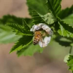 Preocupa a los apicultores el uso de químicos en el campo – El Sol de San Juan del Río