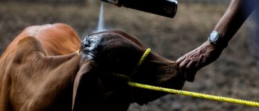 Detectan 3 casos de gusano barrenador en Querétaro