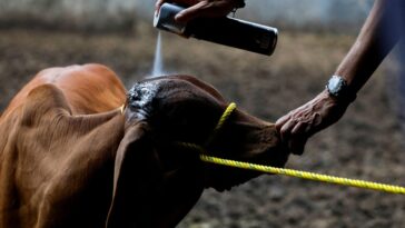 Detectan 3 casos de gusano barrenador en Querétaro