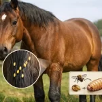 Confirman gusano barrenador en San Juan del Río y suman casos