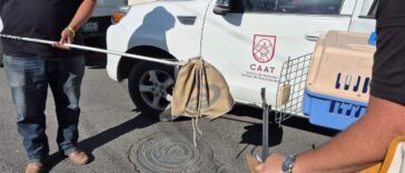 Recupera CAAT de Tequisquiapan víboras que serían comercializadas – El Sol de San Juan del Río