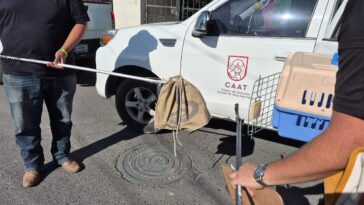 Recupera CAAT de Tequisquiapan víboras que serían comercializadas – El Sol de San Juan del Río