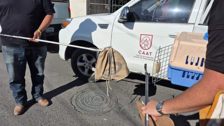 Recupera CAAT de Tequisquiapan víboras que serían comercializadas – El Sol de San Juan del Río