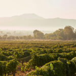 viñedos y destinos imperdibles en México