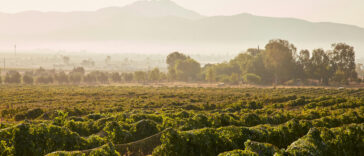 viñedos y destinos imperdibles en México