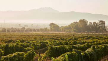 viñedos y destinos imperdibles en México