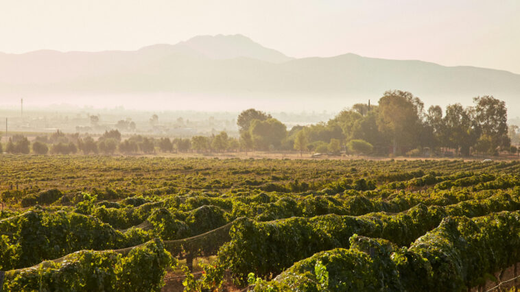 viñedos y destinos imperdibles en México