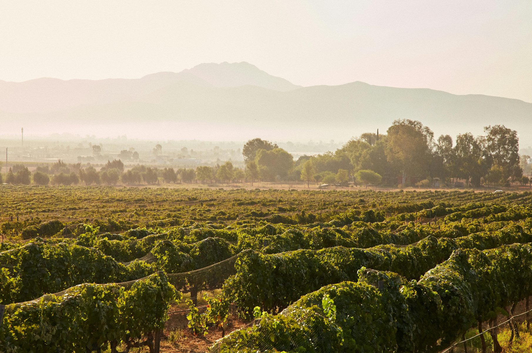 viñedos y destinos imperdibles en México