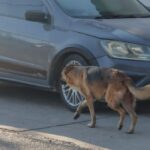 Alertan por gusano barrenador en perros callejeros – El Sol de San Juan del Río