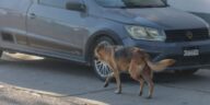 Alertan por gusano barrenador en perros callejeros – El Sol de San Juan del Río