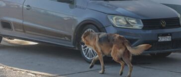 Alertan por gusano barrenador en perros callejeros – El Sol de San Juan del Río
