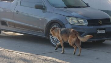 Alertan por gusano barrenador en perros callejeros – El Sol de San Juan del Río
