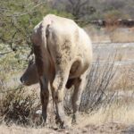 Tequisquiapan encabeza en la región más casos de gusano barrenador – El Sol de México