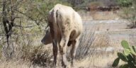 Tequisquiapan encabeza en la región más casos de gusano barrenador – El Sol de México