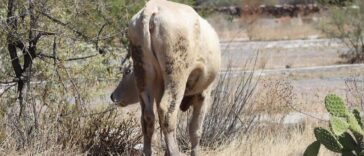 Tequisquiapan encabeza en la región más casos de gusano barrenador – El Sol de México