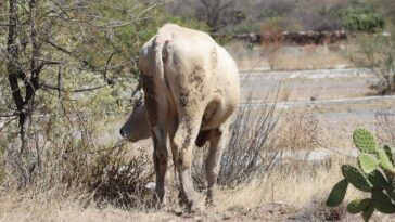 Tequisquiapan encabeza en la región más casos de gusano barrenador – El Sol de México