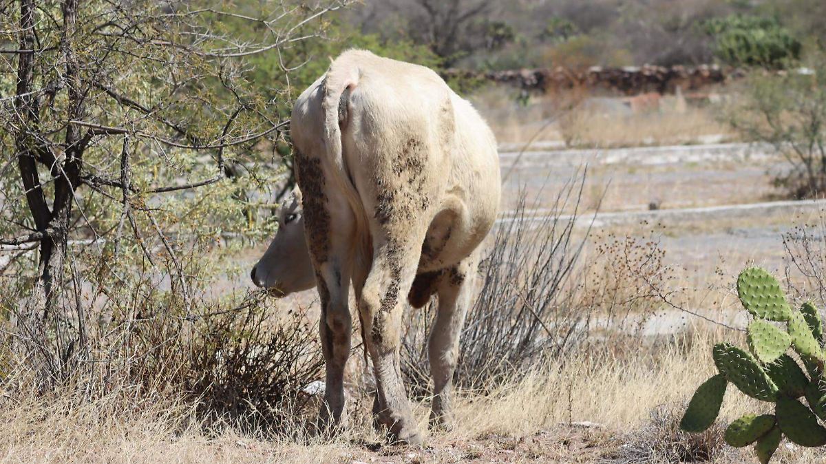 Tequisquiapan encabeza en la región más casos de gusano barrenador – El Sol de México