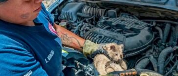 Bomberos rescatan a gatito atrapado en el motor de una camioneta en Tequisquiapan