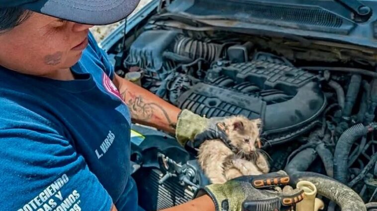Bomberos rescatan a gatito atrapado en el motor de una camioneta en Tequisquiapan