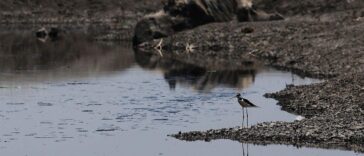 México y EU llegan a acuerdo sobre suministro de agua en medio de sequía y escasez