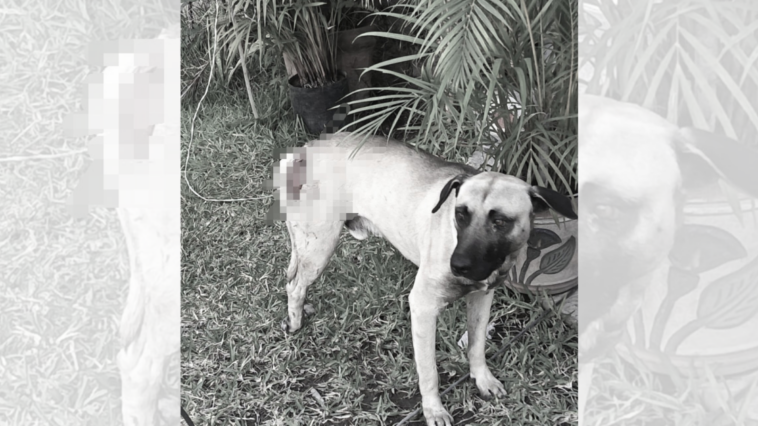 Perro herido tras presunta agresión con machete en Santa María del Camino, Tequisquiapan