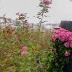 Reemplazan cultivos de maíz por rosas en La Valla – El Sol de San Juan del Río
