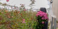 Reemplazan cultivos de maíz por rosas en La Valla – El Sol de San Juan del Río
