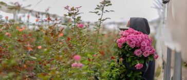 Reemplazan cultivos de maíz por rosas en La Valla – El Sol de San Juan del Río