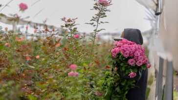 Reemplazan cultivos de maíz por rosas en La Valla – El Sol de San Juan del Río