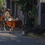 Aumentan 15% casos de gusano barrenador en la región – El Sol de San Juan del Río