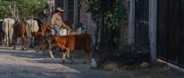 Aumentan 15% casos de gusano barrenador en la región – El Sol de San Juan del Río
