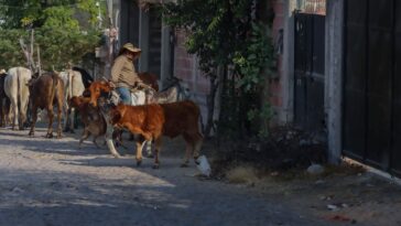 Aumentan 15% casos de gusano barrenador en la región – El Sol de San Juan del Río